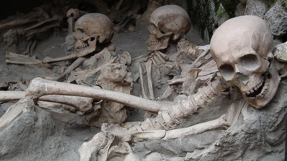 three human skeletons, skull, skeleton HD wallpaper