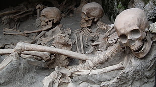 three human skeletons, skull, skeleton