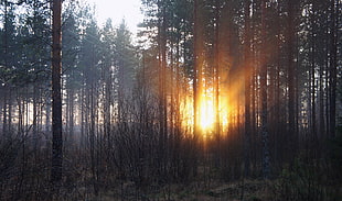 field of tall trees during golden hour