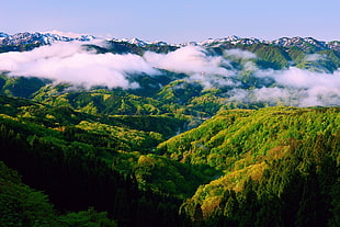 green trees-covered mountains, landscape