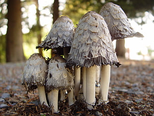 white mushrooms on soil HD wallpaper