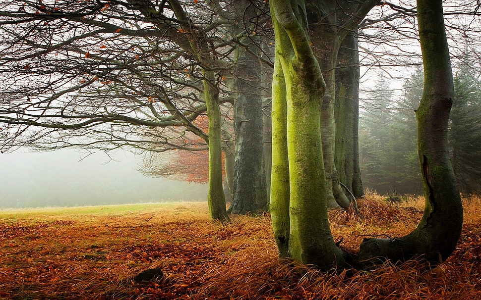 leafed trees, nature, landscape, morning, mist HD wallpaper