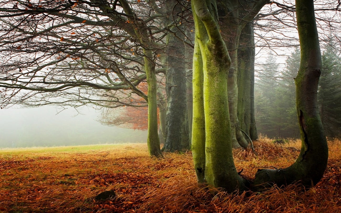 leafed trees, nature, landscape, morning, mist