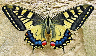 closeup photo of yellow and black butterfly