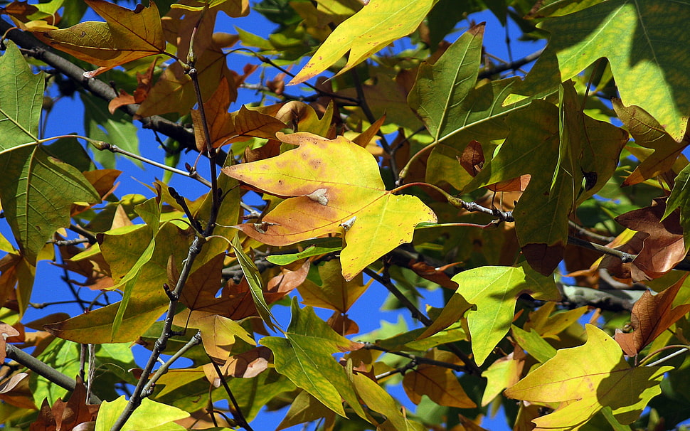 close up of leaves of Maple tree HD wallpaper