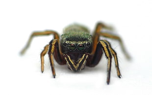 brown and black Jumping Spider macro photography