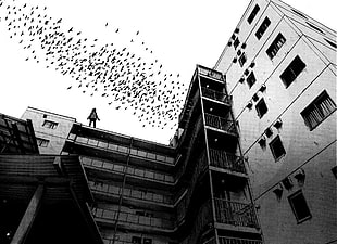 black and white concrete building, building, birds, monochrome