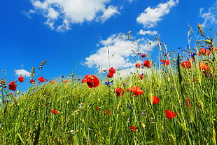 red petaled flowers under white clouds and blue skies HD wallpaper