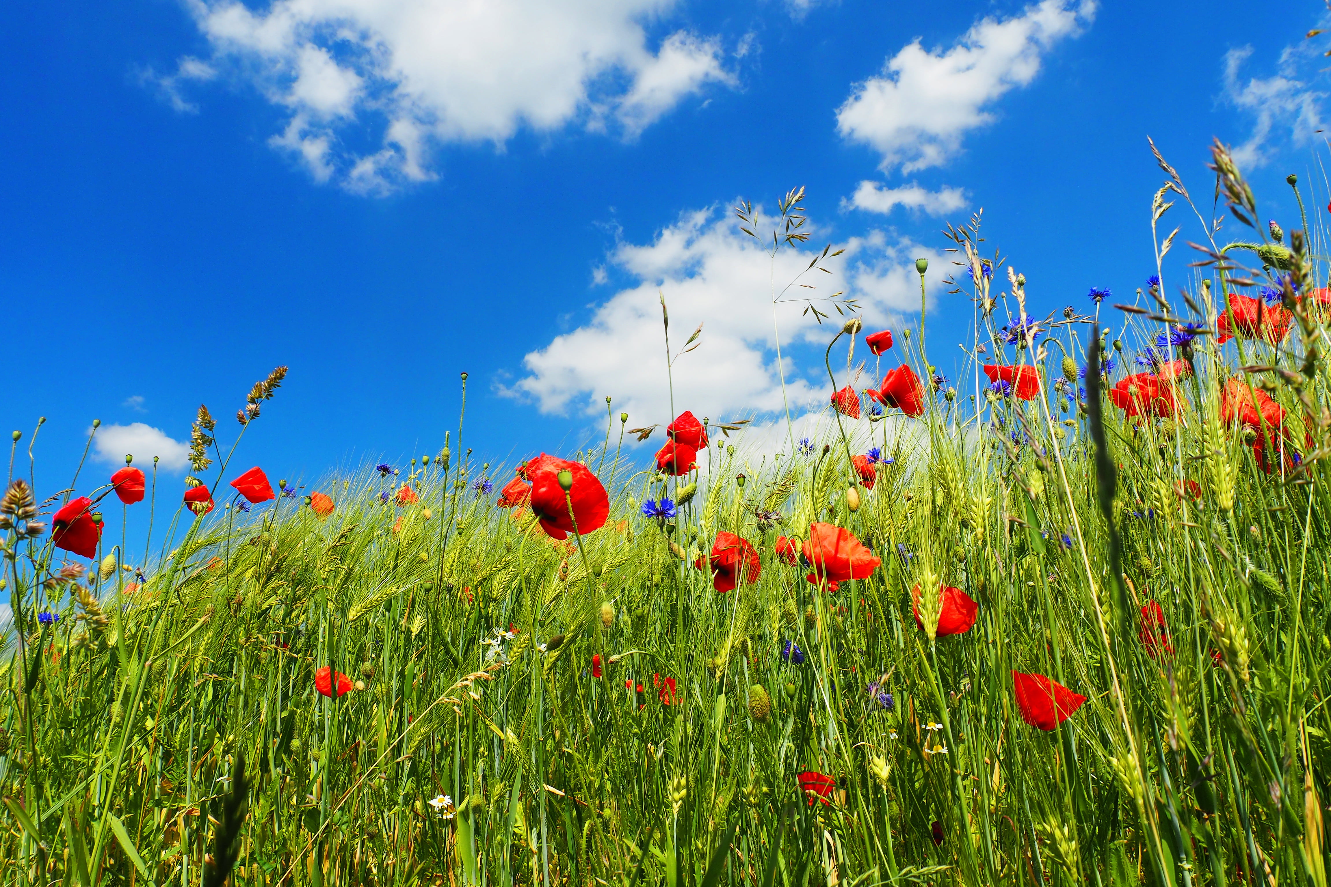 red petaled flowers under white clouds and blue skies