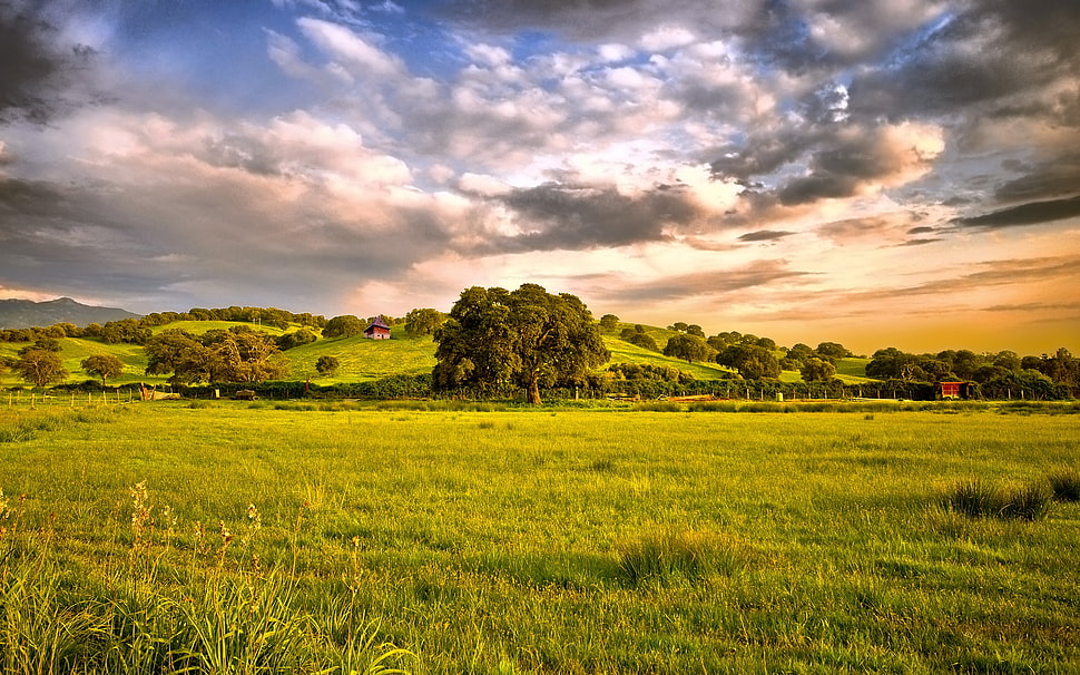 green grass field under gray clouds during sunset HD wallpaper