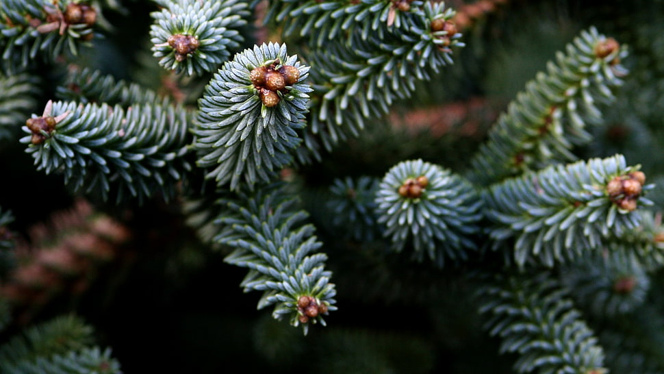 white and yellow flower decor, nature, closeup, trees, conifer HD wallpaper