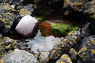 Stones,  Water,  Pool,  Moss HD wallpaper