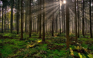 sun rays passing through forest trees, nature, trees, forest, sun rays HD wallpaper