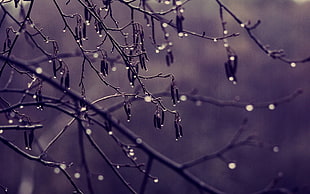selective focus photography of bare tree with dew