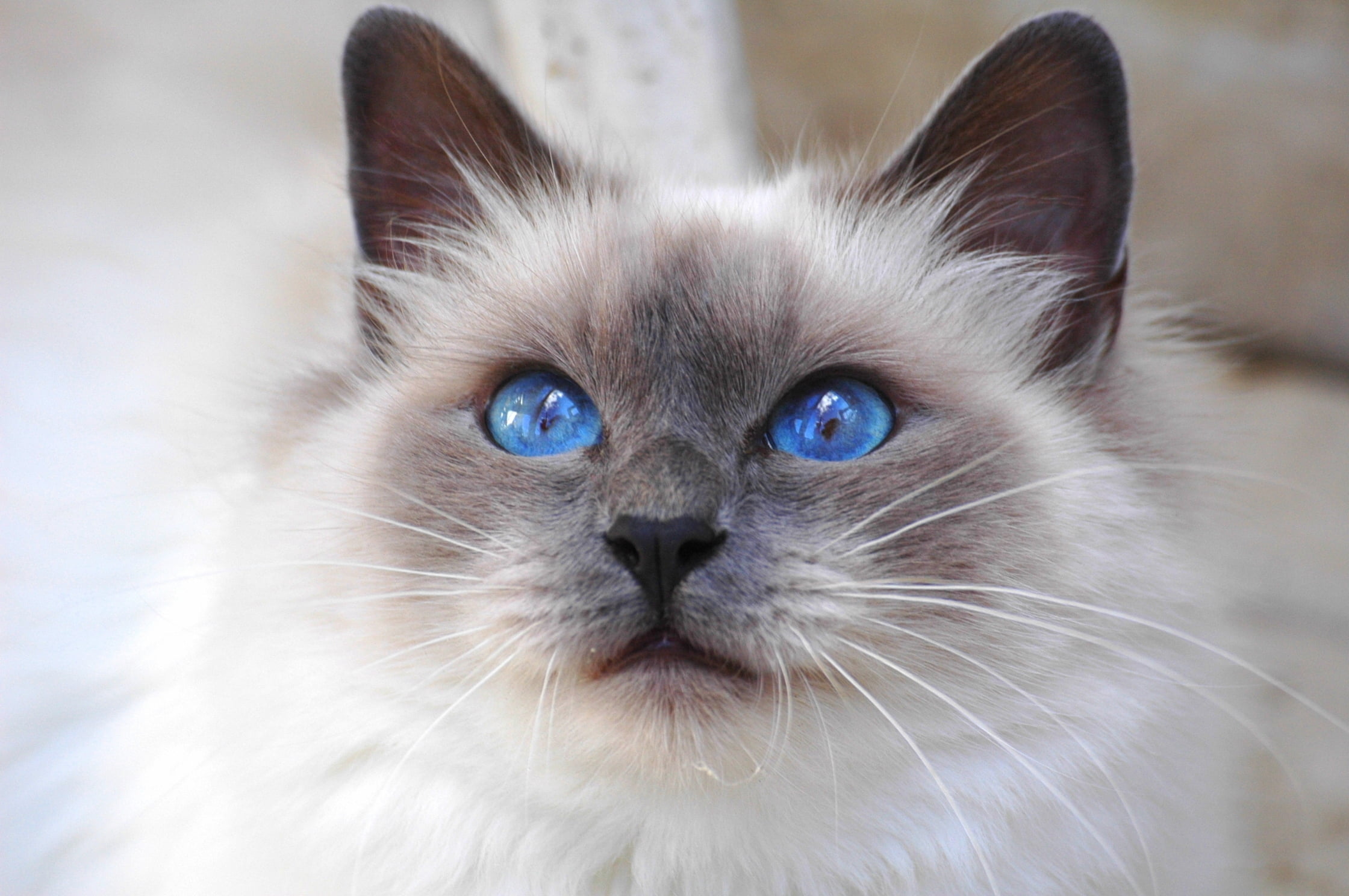 Siamese cat