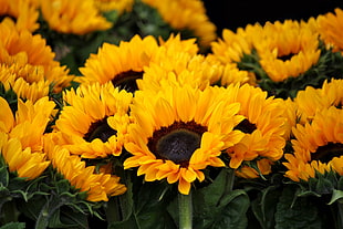 photo of yellow-and-black sunflowers during daytime