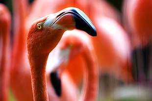 Flamingo HD wallpaper