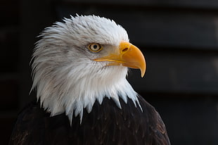 white and black american eagle