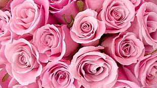 cluster of pink Roses HD wallpaper