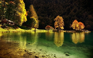 green leaf trees, nature, landscape, lake, cabin