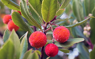 three red round fruits close-up photography