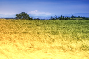 green Field under blue sky photo HD wallpaper