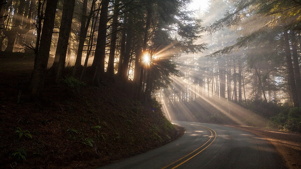 gray and yellow road, nature, road, trees, forest HD wallpaper