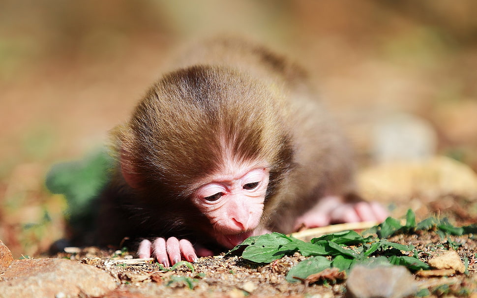 monkey leaning on ground HD wallpaper