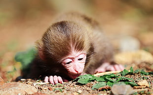 monkey leaning on ground HD wallpaper