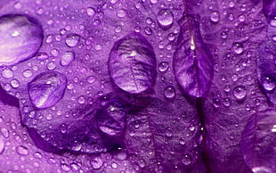 macro photography of morning dew in flower