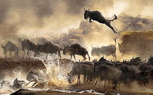 herd of black animals, jumping, animals, migration, river HD wallpaper