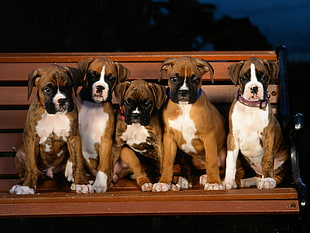 five Boxer puppy litter on wooden bench