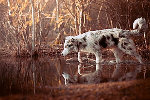 adult white and black Australian shepherd, animals, reflection, nature, dog HD wallpaper