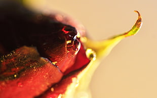 Close-up,  Flower,  Bud,  Rose HD wallpaper