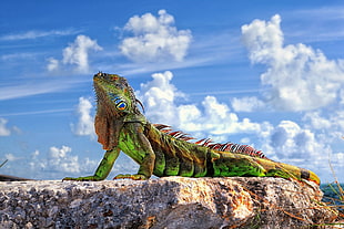 green and brown iguana on brown rock during daytime