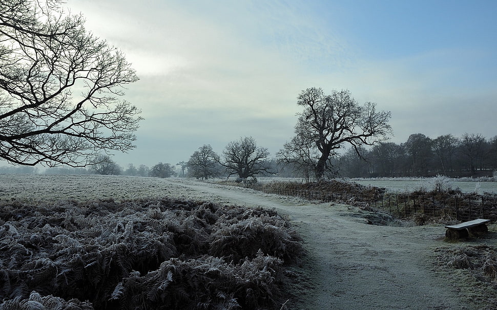bare tree near road HD wallpaper