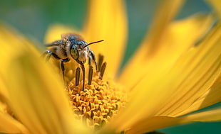 macro photo of a honey bee on yellow flower HD wallpaper
