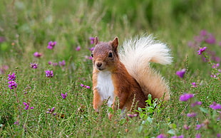 red squirrel, animals, nature, squirrel, purple flowers