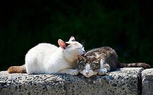 two cats on concrete brick