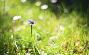 close up photo of white petaled flower HD wallpaper