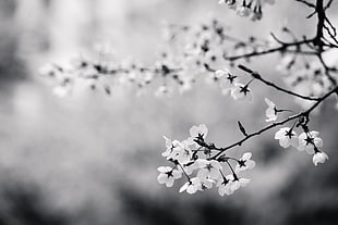 black-and-white, flowers, branch, cherry blossom