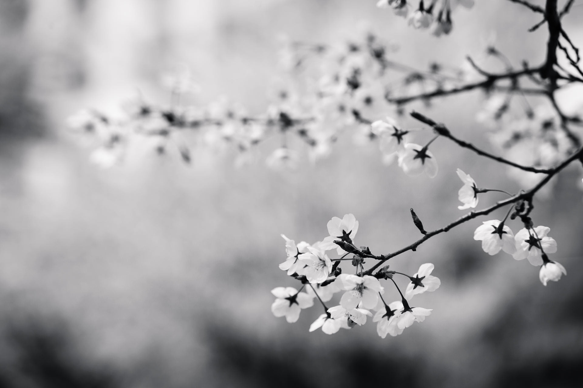 Black-and-white, flowers, branch, cherry blossom HD wallpaper | Wallpaper Flare