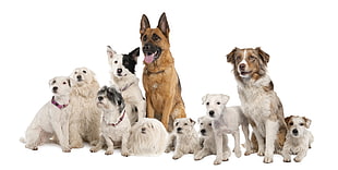adult German Shepherd, Australian Shepherd, Border Collie, Havanese , Jack Russell Terrier and Shih Tzu dogs