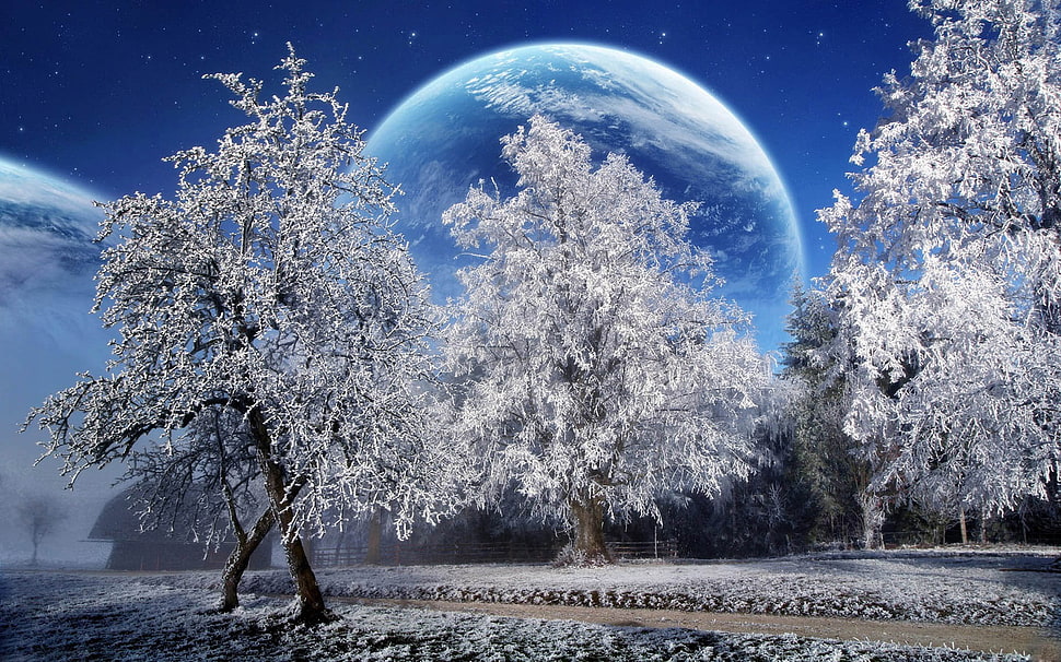 Trees with Snow HD wallpaper