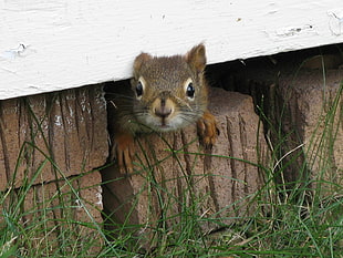 brown squirrel near brick