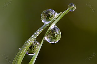 water droplets on a green leaf HD wallpaper