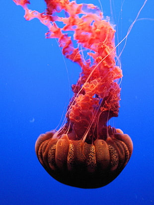 red jellyfish swimming on the deep blue sea, monterey, california, usa