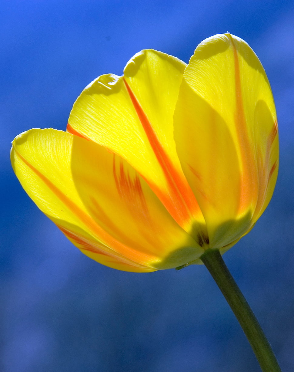 photo of yellow petals flower HD wallpaper