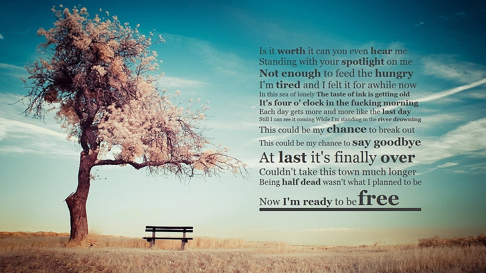 pink leafed tree with text overlay, quote HD wallpaper