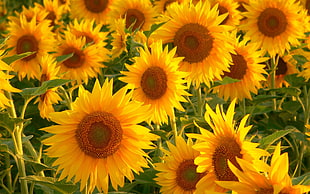 yellow Sunflowers HD wallpaper